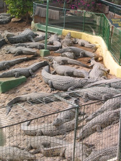 Picture af krokodiller på Gran Canaria, foto Kenneth Bo Jørgensen
