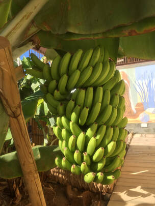Picture af bananer på Gran Canaria