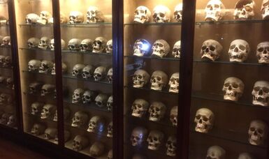 Picture af skeletter på museum