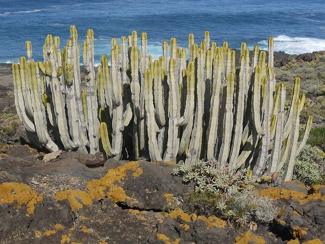 Picture af Kaktus på Gran Canaria