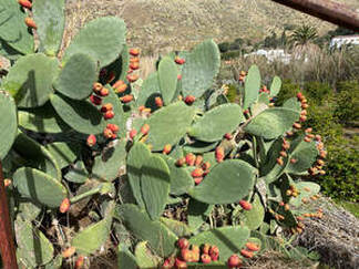 Picture af figenkaktus på Gran Canaria